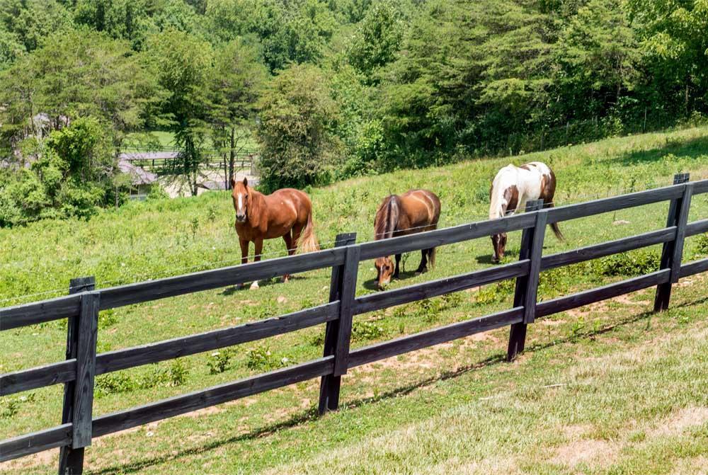 Brasstown Valley & 3* Young Harris